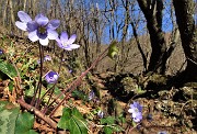 25 Erba trinita (Hepatica nobilis) sul sent. 505 in decisa salita nel bosco